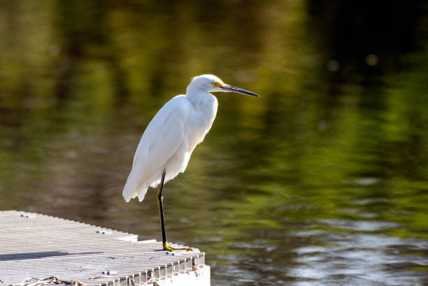 istock Outdoor encounters with the wildlife. 1180283900
