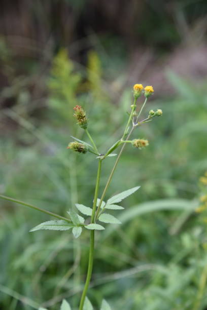 istock Hairy beggar ticks flowers 1180284011