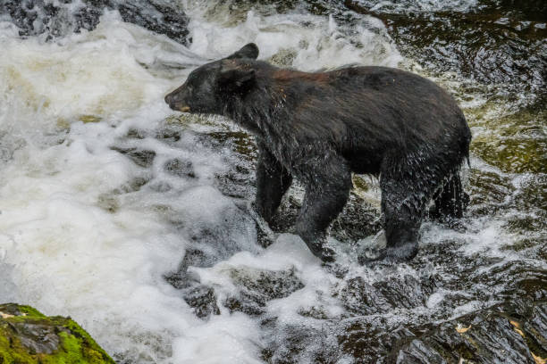 istock Black bear fishing for salmon in a cold Alaska stream 1180285302