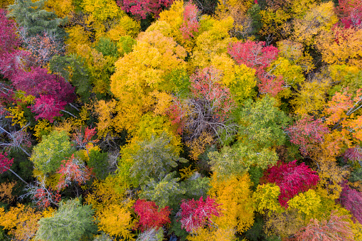 Drone shot looking down on forest of trees in autumn. Leaves are yellow, red and green.