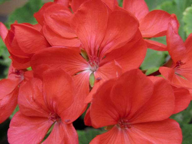 istock Beautiful red flowers 1180285852