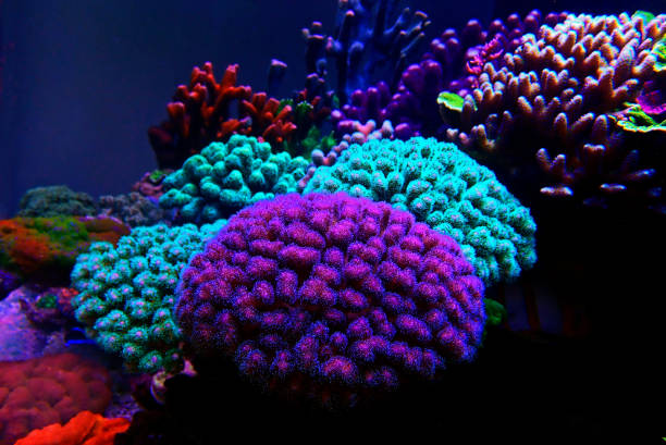 istock Beautiful saltwater coral reef aquarium tank 1180285986