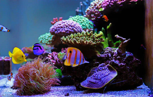 schöne salzwasser korallen riff aquarium tank - copperband butterflyfish stock-fotos und bilder