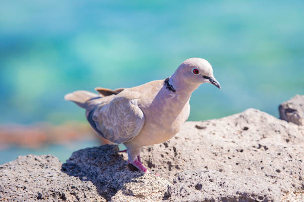 Streptopelia decaocto