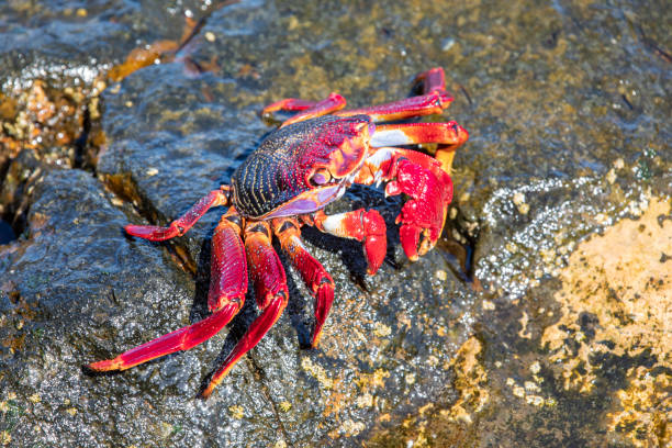 istock Grapsus adscensionis - Moorish crab, Lanzarote 1180286096