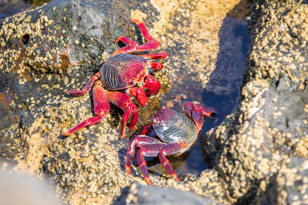 istock Grapsus adscensionis - Moorish crab, Lanzarote 1180286097