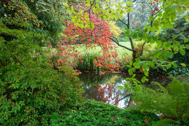 istock Orange  japanese  maple tree  and small pond as  border. 1180286166