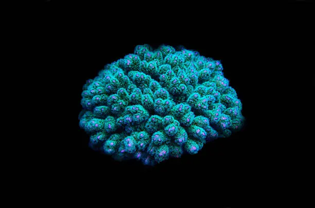 Green stylophora short polyp stony coral