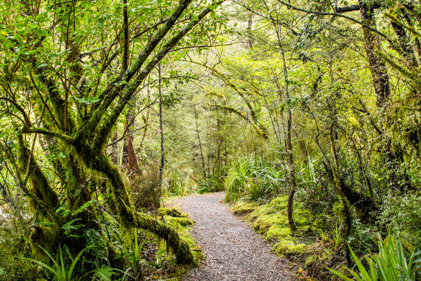 istock Path In The Forest, Lush Green Tropical Foliage And Trees 1180286956