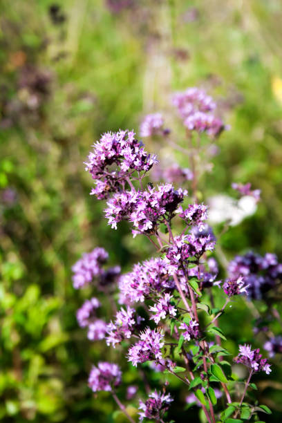 istock Wild oregano flowers in a summer meadow 1180286960