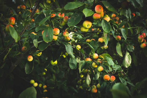 istock Crab Apple Tree, Organic Fruit Orchard, Fruits On Tree 1180287020