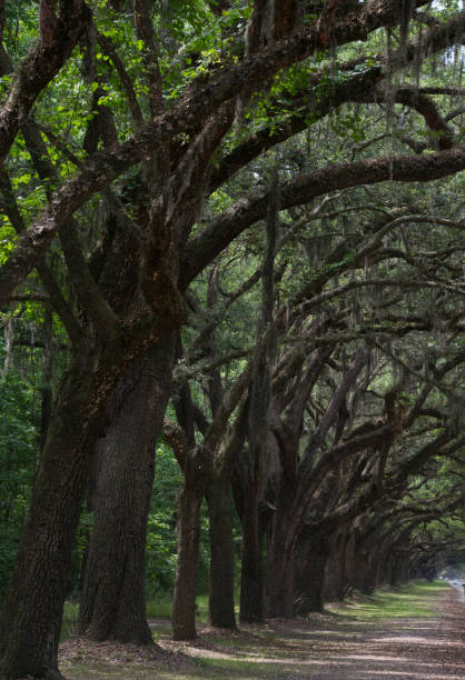 istock Tree tunnel at Wormsloe in Savannah, Georgia 1180287183