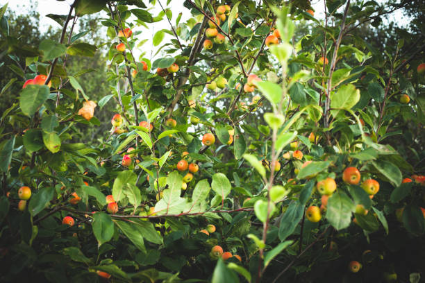 istock Crab Apple Tree, Organic Fruit Orchard, Fruits On Tree 1180287291