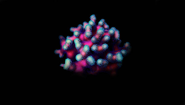 istock Isolated Stilophora SPS coral 1180287885