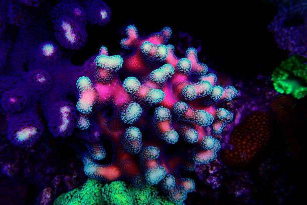 istock Stylophora (pocilloporidae) short polyps stony coral 1180287931