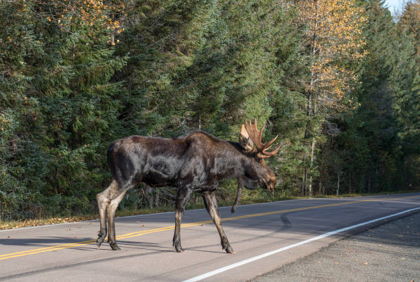 istock Male bull moose crossing a highway in fall 1180288032
