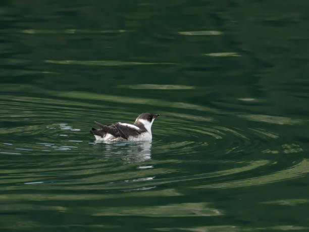 Murrelet marbeled posto em perigo em Alaska do sudeste - foto de acervo