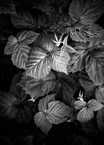 istock Black and white leaves pattern background, natural background and wallpaper 1180288072