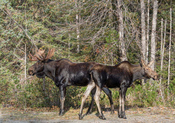 istock Male and female moose in Alaska in fall 1180288077