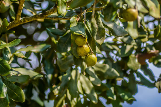 Organic fresh Macadamia nut on tree and plant in a farm in Sabie Mpumalanga South Africa stock photo
