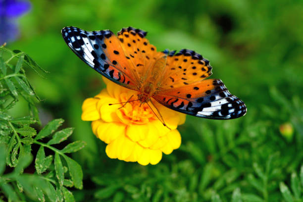 Marigold, native to Mexico and South America, is herbaceous plant that belongs to the family Asteraceae. Marigold comes in different colors; yellow or orange being the most common. Majority of marigold species bloom during summer and autumn. Most of the marigold have strong, pungent odor and have great value in cosmetic treatment.