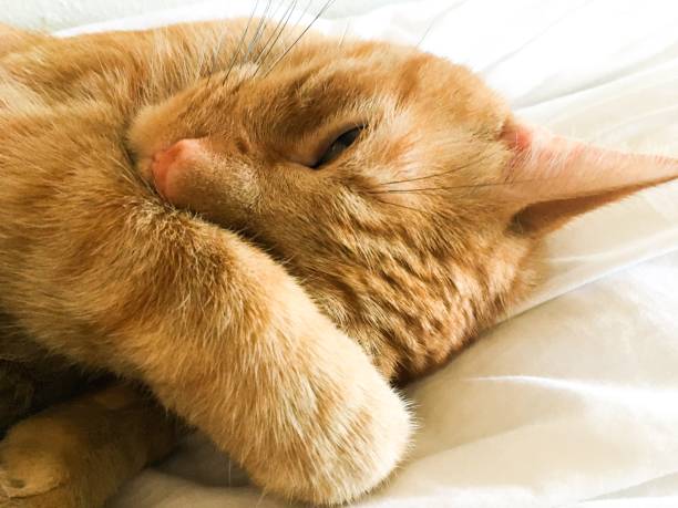 istock Adorable tabby cat hiding behind paw white background 1180288954