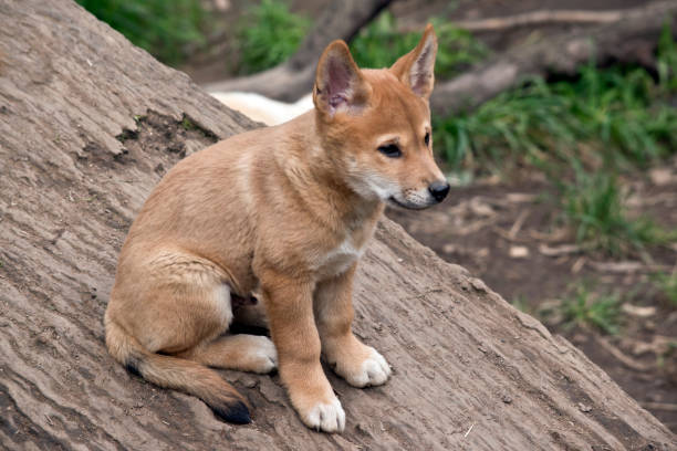 istock this is a side view of a golden dingo puppy 8 weeks old 1180289049