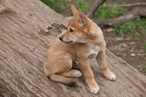 istock the 8 week old golden dingo is checking his surroundings 1180289077