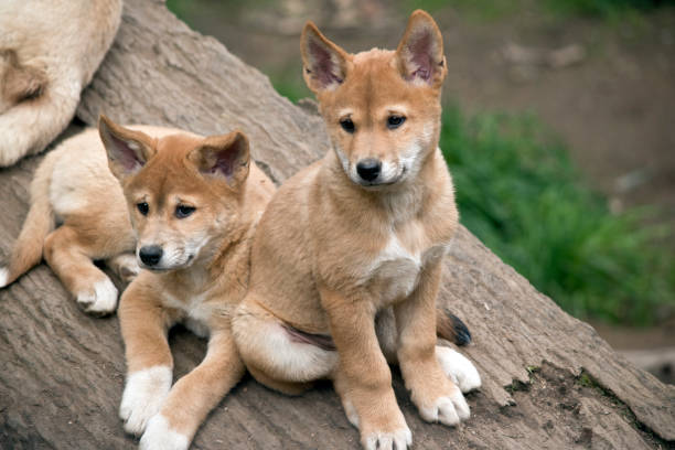 istock the two dingo puppies are on a log 1180289100