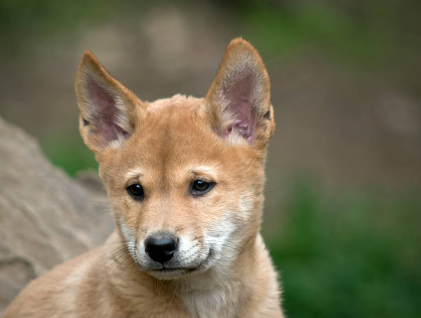 dies ist eine nahaufnahme eines dingo welpen - dingo stock-fotos und bilder