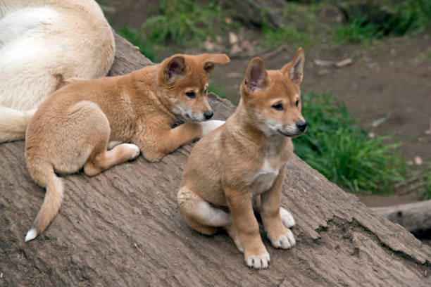 istock the 8 week old golden dingo are resting 1180289196