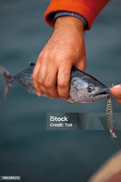 Bonito Fish And Plastic Bait In The Hands Of A Fisherman Blue Sea