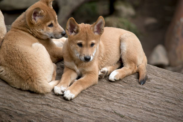 istock the 8 week old golden dingo is checking his surroundings 1180289746