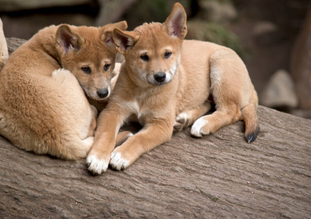 istock the 8 week old golden dingos are checking their surroundings 1180290268