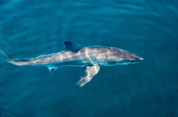 Requin de chéri - Photo