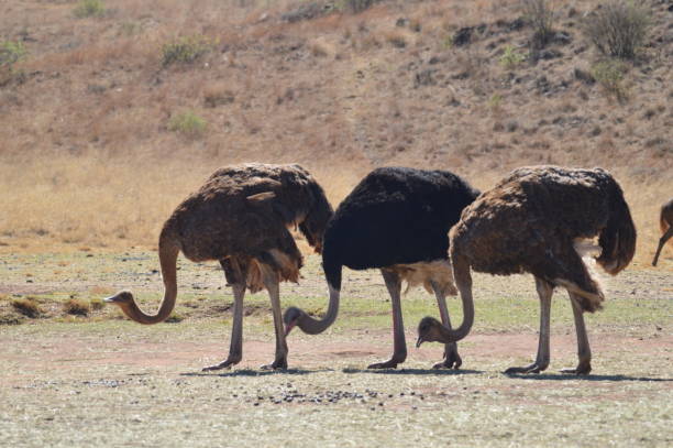 istock Ostrich Struthio camelus in South Africa during a safari 1180290499