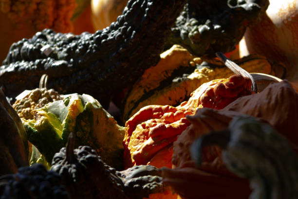 istock Orange and green autumn gourds 1180290683