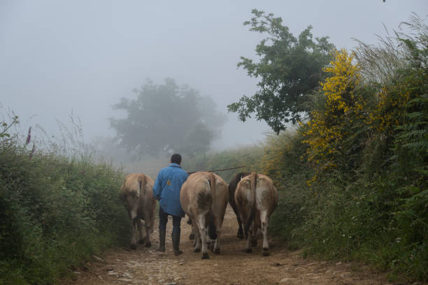 A man walks with several cows on the Camino de Santiago in La Laguna de Castilla, a small Spanish village in the province of León and close to the border with Galicia (July 4, 2018)