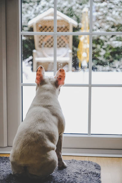 French Bulldog watching snow falling through window