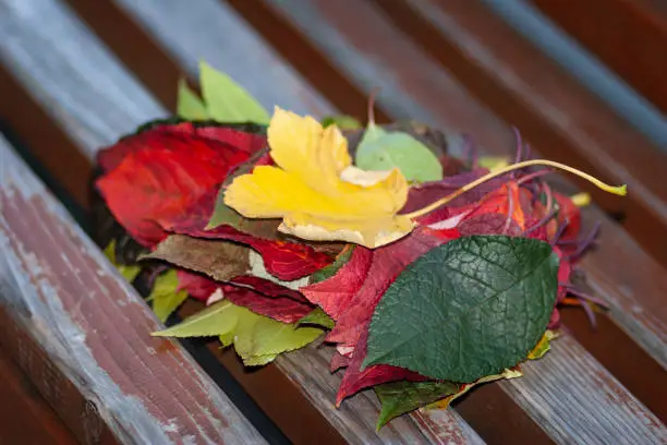 Fall 2019, autumn, leaf, close-up, color red and yellow, green grass, lush leaves