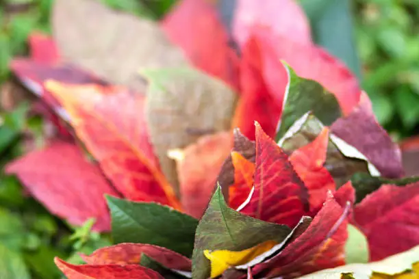 Fall 2019, autumn, leaf, close-up, color red and yellow, green grass, lush leaves