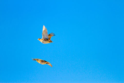 Five flying common merganser (Mergus merganser) against a beautiful sky.