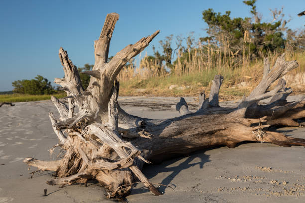 istock Driftwood on Georgia's Jekyll Island 1180304459