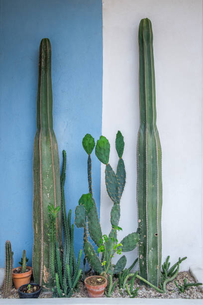 istock Small Cacti Garden In Front Of A Blue And White Wall 1180306068