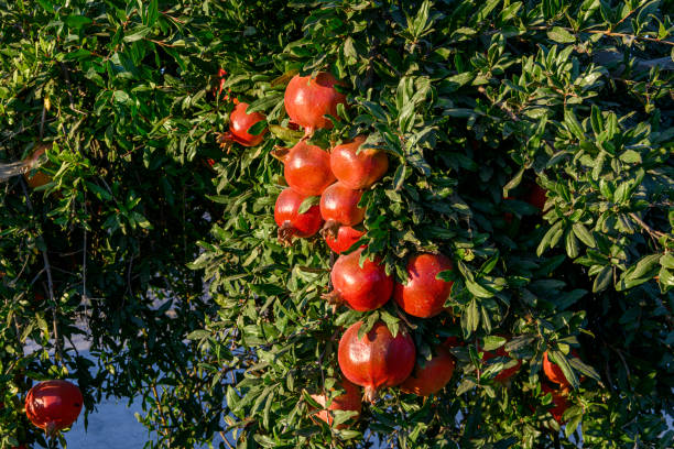 Pomegranates (Punica granatum) fruit ripening on an pomegranate trees on a California central valley farm, lit by setting sun.Taken in the San Joaquin Valley, California, USA