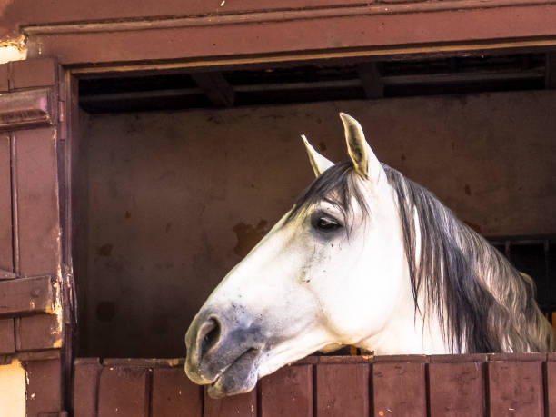 istock White horse in the stable in Brazil 1180307681