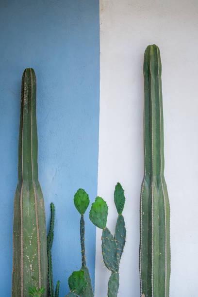 istock Small Cacti Garden In Front Of A Blue And White Wall 1180307732