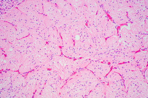 Pituitary gland anatomy under microscope view for education pathology. Pituitary gland anatomy under microscope view for education pathology. histology photos stock pictures, royalty-free photos & images