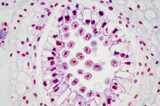 istock Lily anther cross section seen through microscope view for education. 1180318273