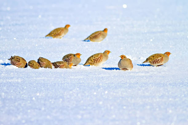 Winter and partridges. Winter nature background. Bird: Grey Partridge. Perdix perdix Grey Partridge. Perdix perdix grey partridge perdix perdix stock pictures, royalty-free photos & images
